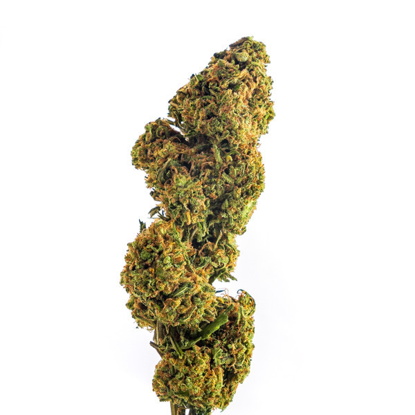 Blueberry Muffin - Fleurs THCP