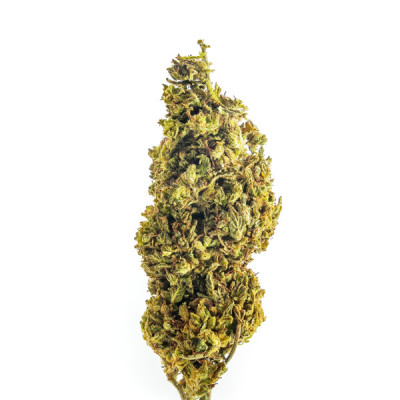 Orange Sunrise Fleurs THCP : Découvrez la Qualité Supérieure | NomDuSi